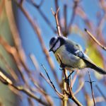 blue-tit-4812127_1920